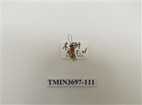 藏品(膜翅目(蜂))的圖片